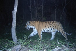 Good Tiger News: Northeast China Is Home to 55 Amur Tigers 